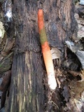 Mutinus elegans image