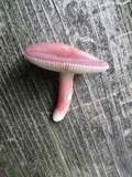 Russula mariae image