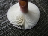 Russula mariae image