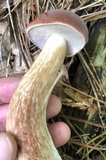 Tylopilus felleus image