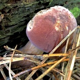 Tylopilus felleus image