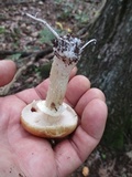 Stropharia hardii image