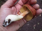 Xanthoconium purpureum image