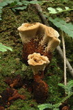 Coltricia montagnei image