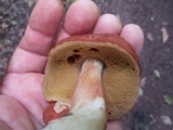 Xanthoconium purpureum image