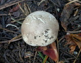 Gastropila fumosa image