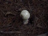 Amanita chrysoblema image