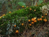 Clavulina coralloides image