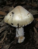 Inocybe sororia image