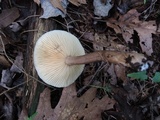 Lactarius lignyotus image