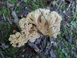 Ramaria pallida image