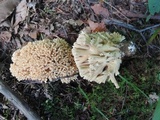 Ramaria pallida image