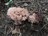 Ramaria coulterae image