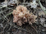 Ramaria coulterae image