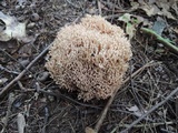 Ramaria coulterae image