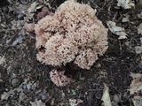 Ramaria coulterae image