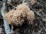 Ramaria coulterae image