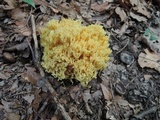 Ramaria flavescens image
