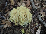 Ramaria flavescens image