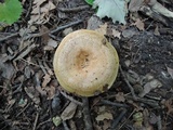 Lactarius maculatus image