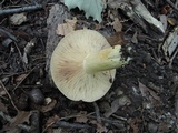 Lactarius maculatus image