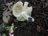 Russula xerampelina image