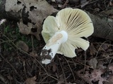Russula xerampelina image