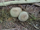 Lactarius pyrogalus image