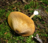 Entoloma formosum image