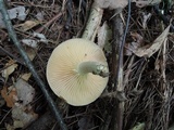 Lactarius pyrogalus image