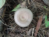 Lactarius pyrogalus image