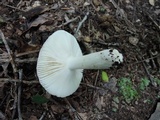 Russula pulchra image