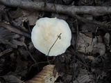 Cuphophyllus borealis image