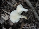 Cuphophyllus borealis image