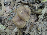 Tylopilus ferrugineus image