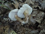 Tylopilus ferrugineus image