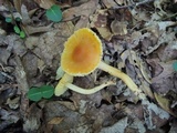 Humidicutis auratocephala image