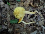 Humidicutis auratocephala image