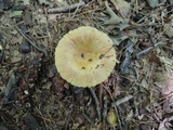 Russula pectinatoides image