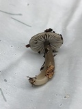 Gliophorus irrigatus image