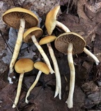 Cortinarius limonius image