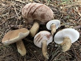 Tylopilus felleus image