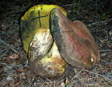 Boletus regius image