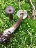 Lactarius lignyotus var. lignyotus image