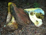 Boletus regius image