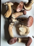 Tylopilus rubrobrunneus image