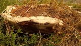 Ganoderma polychromum image