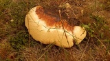 Ganoderma polychromum image