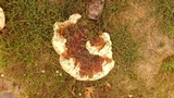 Ganoderma polychromum image