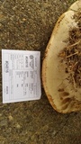 Ganoderma polychromum image